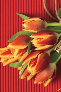 Preview wallpaper tulips, flowers, flower, petals, rope, paper