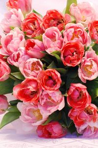 Preview wallpaper tulips, flowers, flower, flowing, beautiful, tender