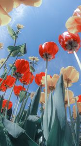 Preview wallpaper tulips, flowers, flowerbed, sunny, bottom view