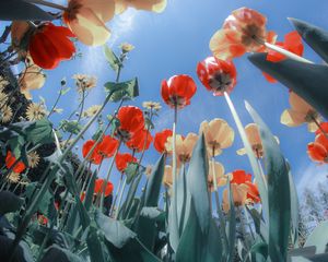 Preview wallpaper tulips, flowers, flowerbed, sunny, bottom view