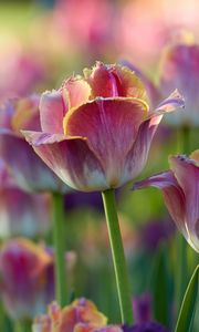 Preview wallpaper tulips, flowers, flowerbed, pink