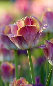 Preview wallpaper tulips, flowers, flowerbed, pink