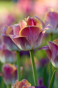 Preview wallpaper tulips, flowers, flowerbed, pink