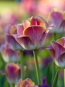 Preview wallpaper tulips, flowers, flowerbed, pink