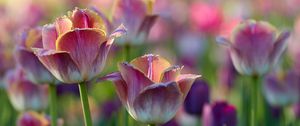 Preview wallpaper tulips, flowers, flowerbed, pink