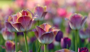 Preview wallpaper tulips, flowers, flowerbed, pink