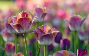 Preview wallpaper tulips, flowers, flowerbed, pink