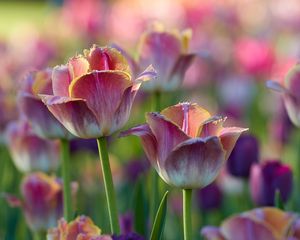 Preview wallpaper tulips, flowers, flowerbed, pink