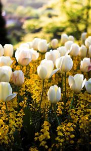 Preview wallpaper tulips, flowers, flowerbed, park, spring