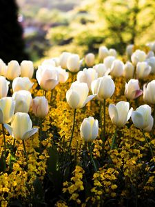 Preview wallpaper tulips, flowers, flowerbed, park, spring