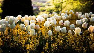 Preview wallpaper tulips, flowers, flowerbed, park, spring