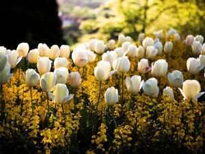 Preview wallpaper tulips, flowers, flowerbed, park, spring