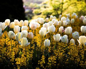 Preview wallpaper tulips, flowers, flowerbed, park, spring