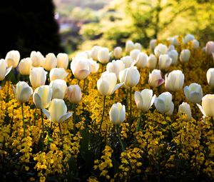 Preview wallpaper tulips, flowers, flowerbed, park, spring