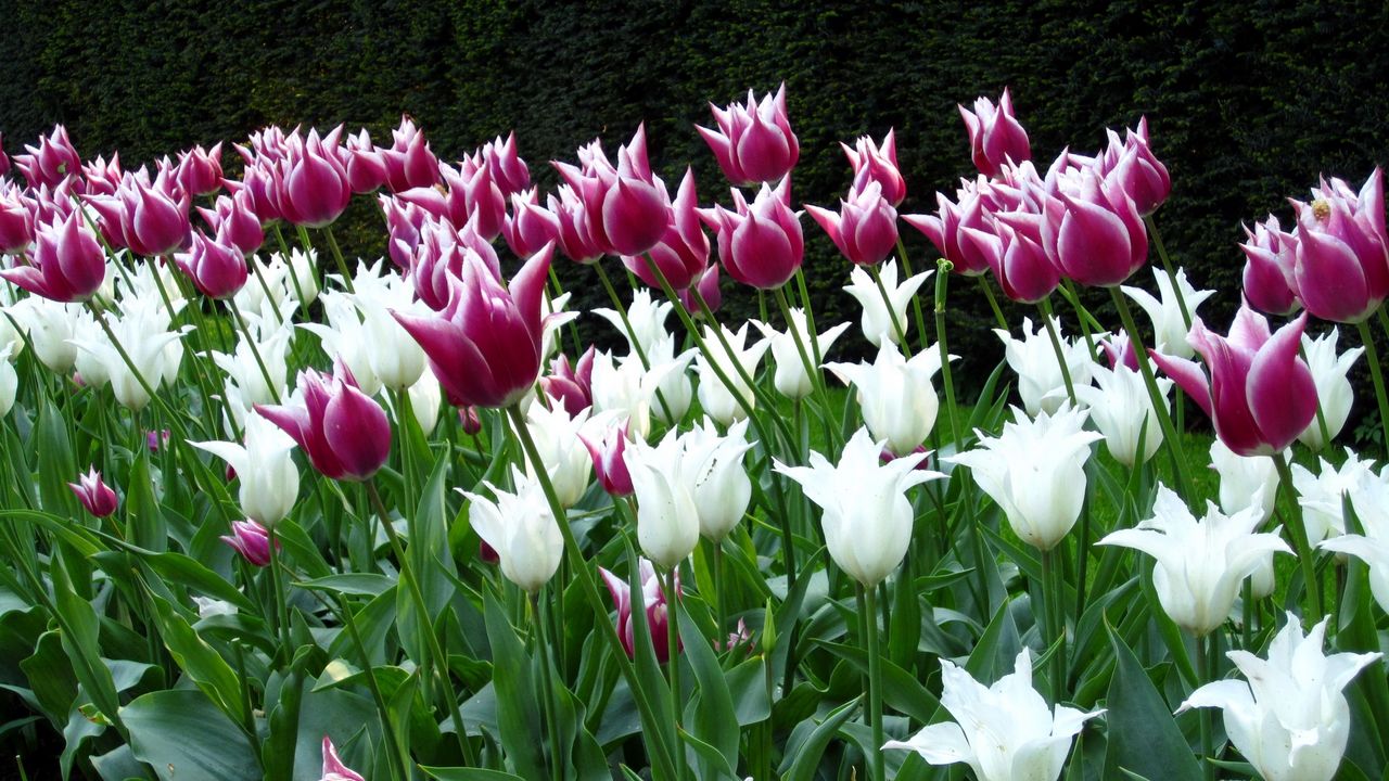 Wallpaper tulips, flowers, flowerbed, park, spring