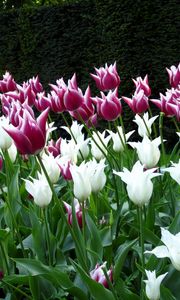 Preview wallpaper tulips, flowers, flowerbed, park, spring