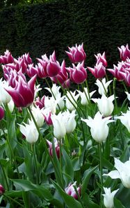 Preview wallpaper tulips, flowers, flowerbed, park, spring