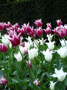 Preview wallpaper tulips, flowers, flowerbed, park, spring