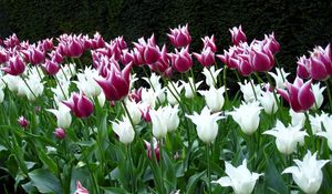 Preview wallpaper tulips, flowers, flowerbed, park, spring