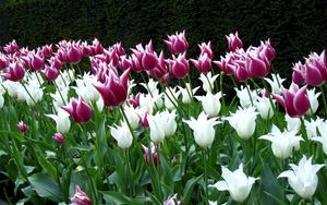 Preview wallpaper tulips, flowers, flowerbed, park, spring
