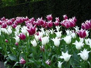 Preview wallpaper tulips, flowers, flowerbed, park, spring