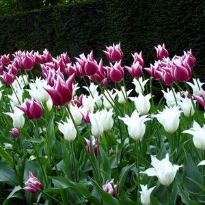 Preview wallpaper tulips, flowers, flowerbed, park, spring