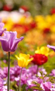 Preview wallpaper tulips, flowers, flowerbed, blurred