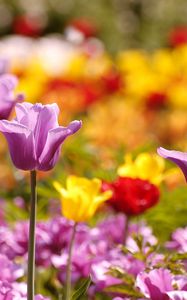 Preview wallpaper tulips, flowers, flowerbed, blurred