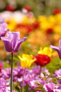 Preview wallpaper tulips, flowers, flowerbed, blurred