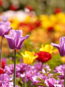 Preview wallpaper tulips, flowers, flowerbed, blurred