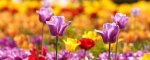 Preview wallpaper tulips, flowers, flowerbed, blurred