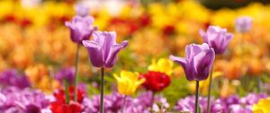 Preview wallpaper tulips, flowers, flowerbed, blurred