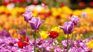 Preview wallpaper tulips, flowers, flowerbed, blurred