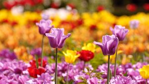 Preview wallpaper tulips, flowers, flowerbed, blurred