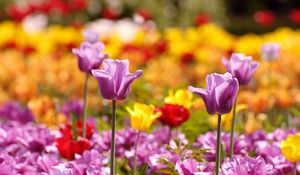 Preview wallpaper tulips, flowers, flowerbed, blurred