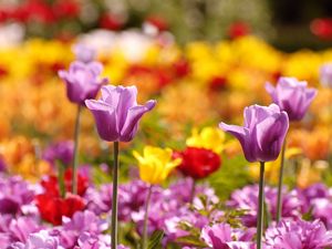 Preview wallpaper tulips, flowers, flowerbed, blurred