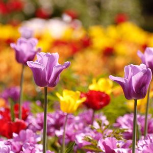 Preview wallpaper tulips, flowers, flowerbed, blurred