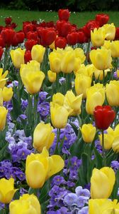 Preview wallpaper tulips, flowers, flowerbed, park, lawn, beauty