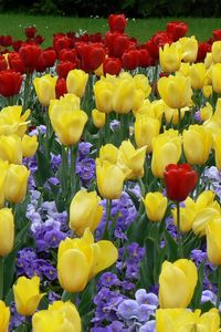 Preview wallpaper tulips, flowers, flowerbed, park, lawn, beauty