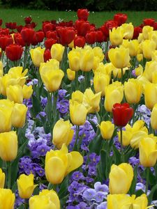 Preview wallpaper tulips, flowers, flowerbed, park, lawn, beauty