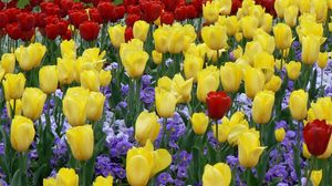 Preview wallpaper tulips, flowers, flowerbed, park, lawn, beauty