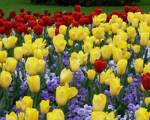 Preview wallpaper tulips, flowers, flowerbed, park, lawn, beauty