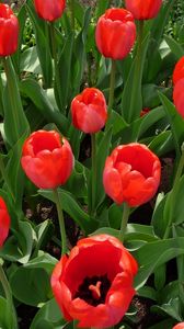 Preview wallpaper tulips, flowers, flowerbed, spring