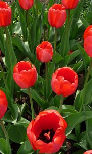 Preview wallpaper tulips, flowers, flowerbed, spring