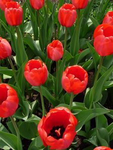 Preview wallpaper tulips, flowers, flowerbed, spring