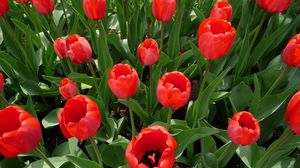 Preview wallpaper tulips, flowers, flowerbed, spring