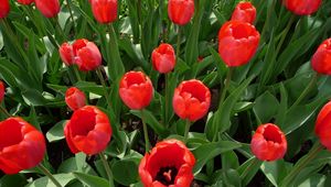 Preview wallpaper tulips, flowers, flowerbed, spring