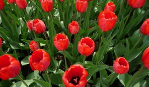 Preview wallpaper tulips, flowers, flowerbed, spring