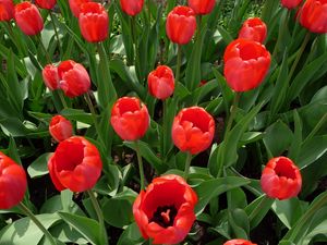 Preview wallpaper tulips, flowers, flowerbed, spring