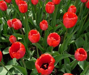 Preview wallpaper tulips, flowers, flowerbed, spring